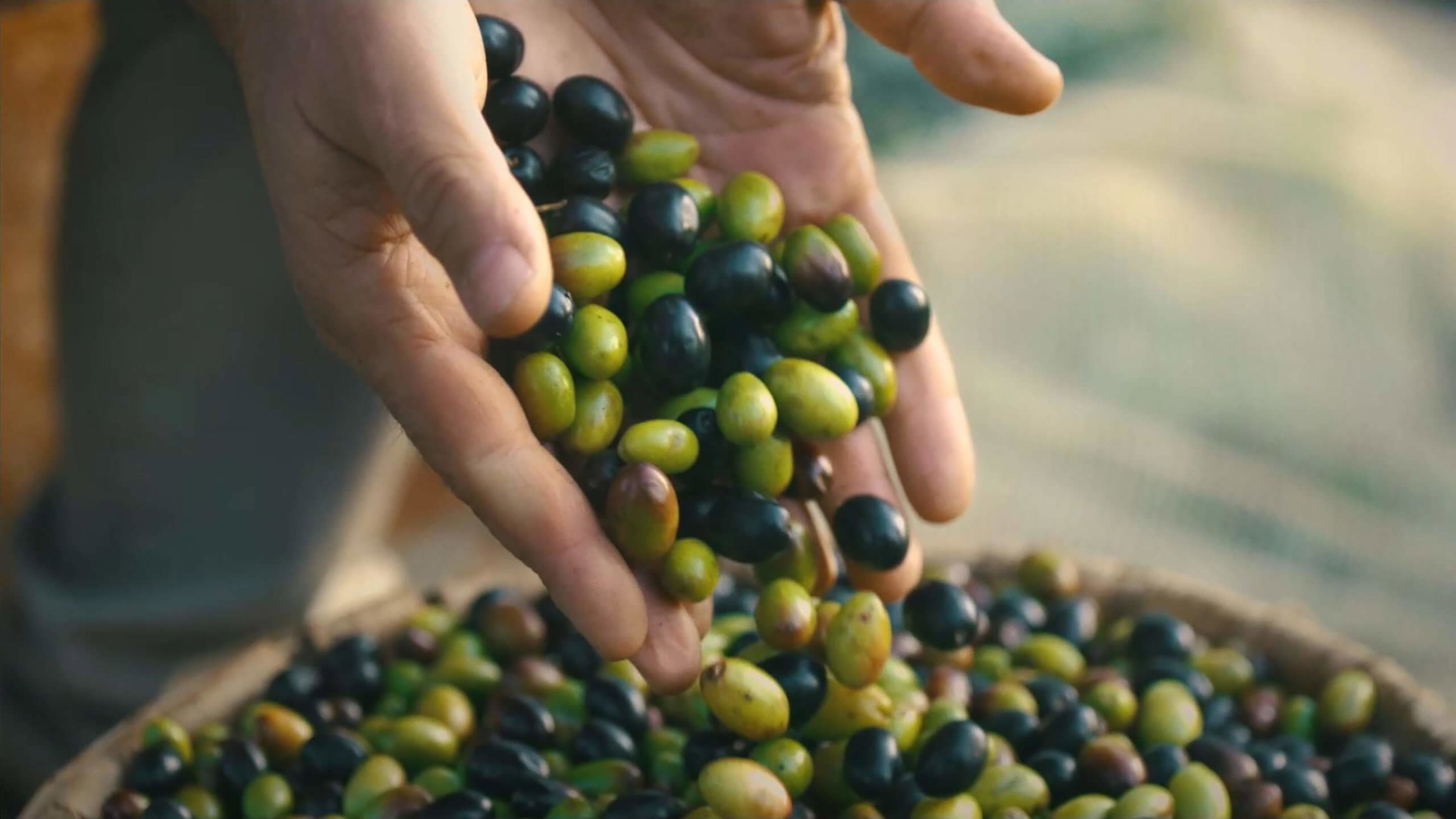 Filippo Olives Video Placeholder Scaled 1 2880X1620 C Center Filippo Olives Video Placeholder Scaled 1 2880X1620 C Center